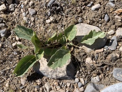 Asclepias nyctaginifolia