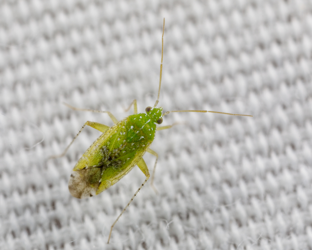 Keltonia tuckeri