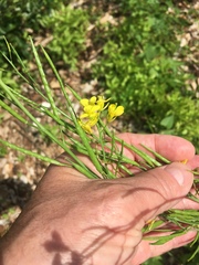 Brassica juncea