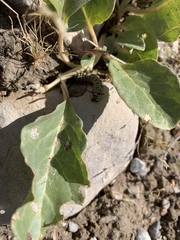 Asclepias nyctaginifolia