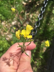Brassica juncea