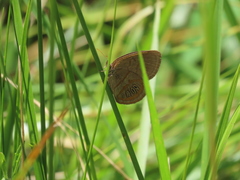 Neonympha areolatus