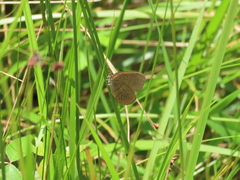Neonympha areolatus