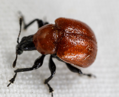 Homoeolabus analis