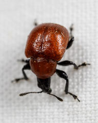 Homoeolabus analis