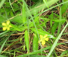 Lysimachia hybrida