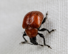 Homoeolabus analis