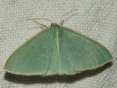 Chlorocoma melocrossa