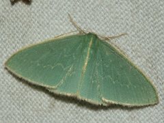 Chlorocoma melocrossa