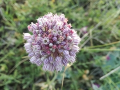 Allium ampeloprasum