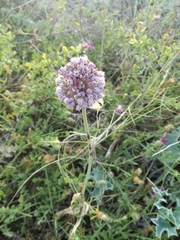 Allium ampeloprasum