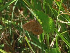 Neonympha areolatus