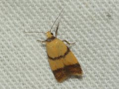 Heteroteucha translatella