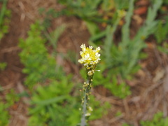 Turritis glabra