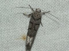 Lichenaula onychodes