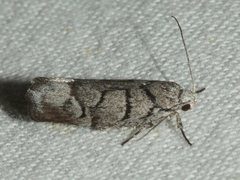 Lichenaula onychodes