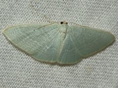 Poecilasthena fragilis