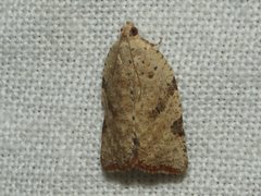 Meritastis laganodes