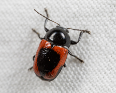 Cryptocephalus notatus