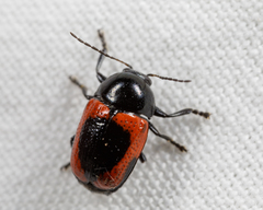 Cryptocephalus notatus