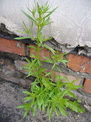 Erigeron canadensis