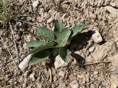 Asclepias nyctaginifolia