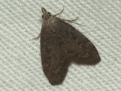 Nola pleurosema