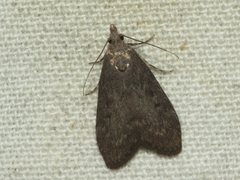Nola pleurosema