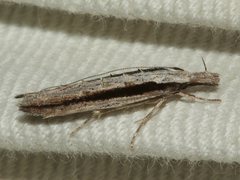 Trachydora centromela