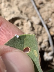 Asclepias nyctaginifolia