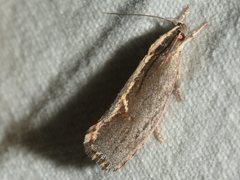 Archaereta dorsivittella