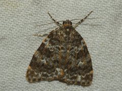 Parelictis saleuta