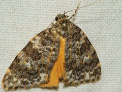 Parelictis saleuta