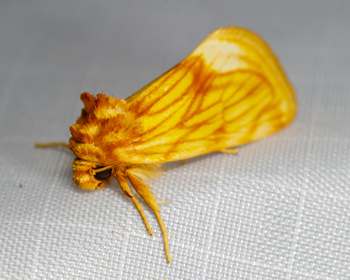 Cirrhophanus pretiosa photo 3