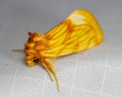 Cirrhophanus triangulifer