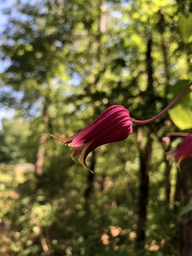 White Leaf Leather Flower (Clematis glaucophylla)