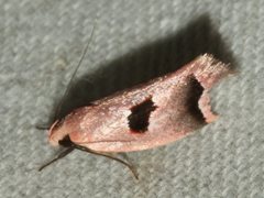 Acanthodela erythrosema