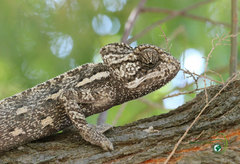 African Chameleon photo 3