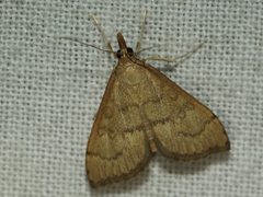 Metasia dicealis