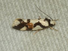 Machetis aphrobola
