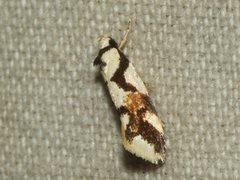 Machetis aphrobola