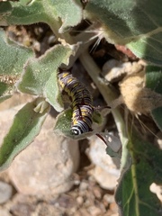 Asclepias nyctaginifolia