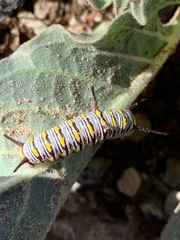 Asclepias nyctaginifolia