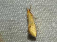 Telocharacta hemicroca