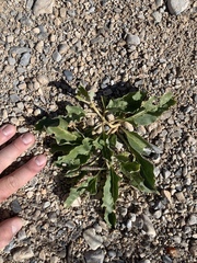 Asclepias nyctaginifolia