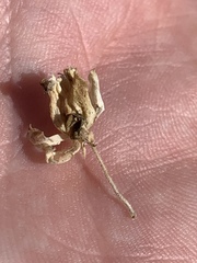 Asclepias nyctaginifolia