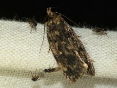Barea codrella