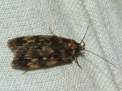Barea codrella