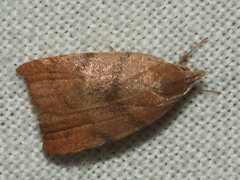 Tortricopsis euryphanella