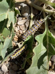 Asclepias nyctaginifolia